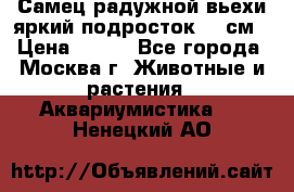 Самец радужной вьехи яркий подросток 15 см › Цена ­ 350 - Все города, Москва г. Животные и растения » Аквариумистика   . Ненецкий АО